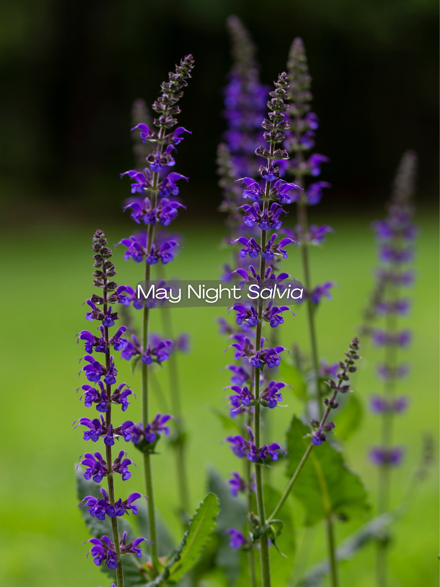 Salvia — Corn Hill Nursery